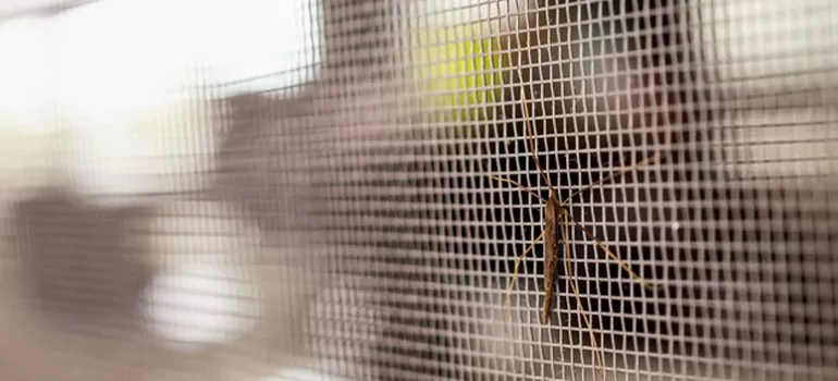 Repair Mosquito Mesh For Windows in Davie, FL